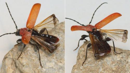 Pyrrhidium sanguineum